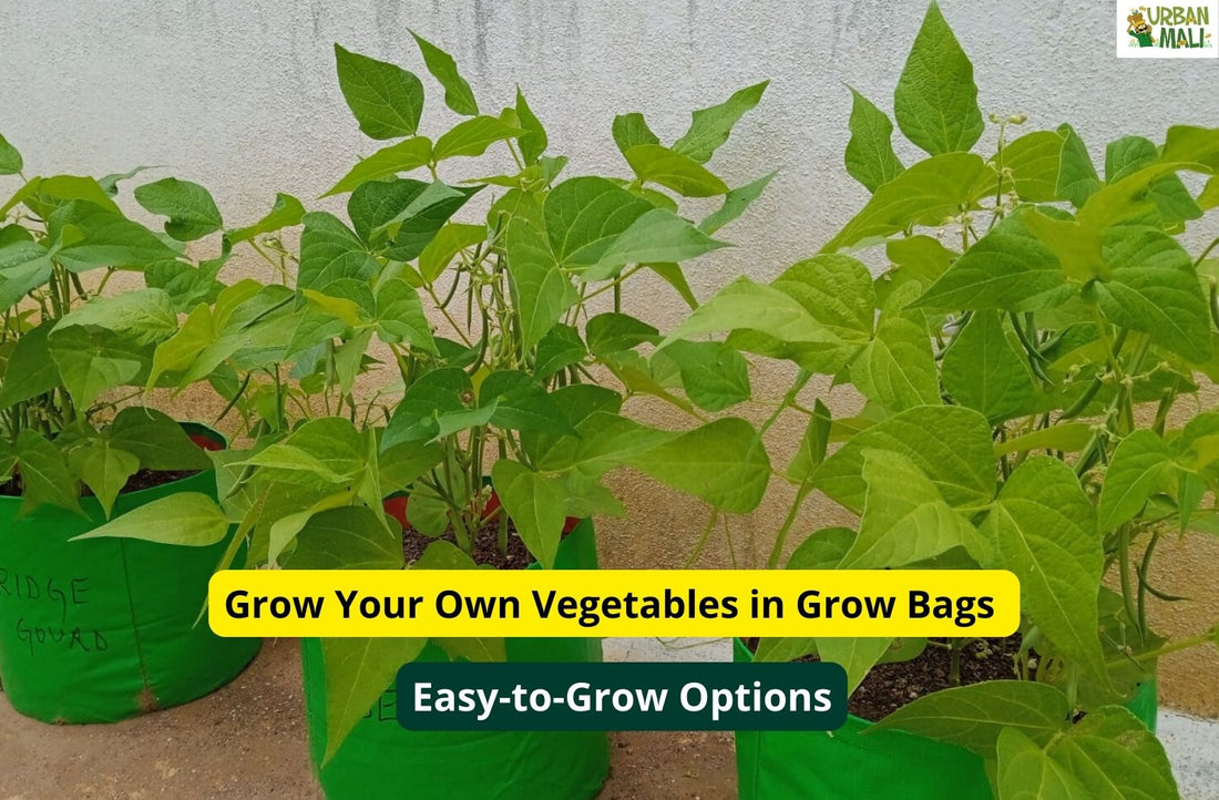Grow Your Own Vegetables in Grow Bags: Easy-to-Grow Options