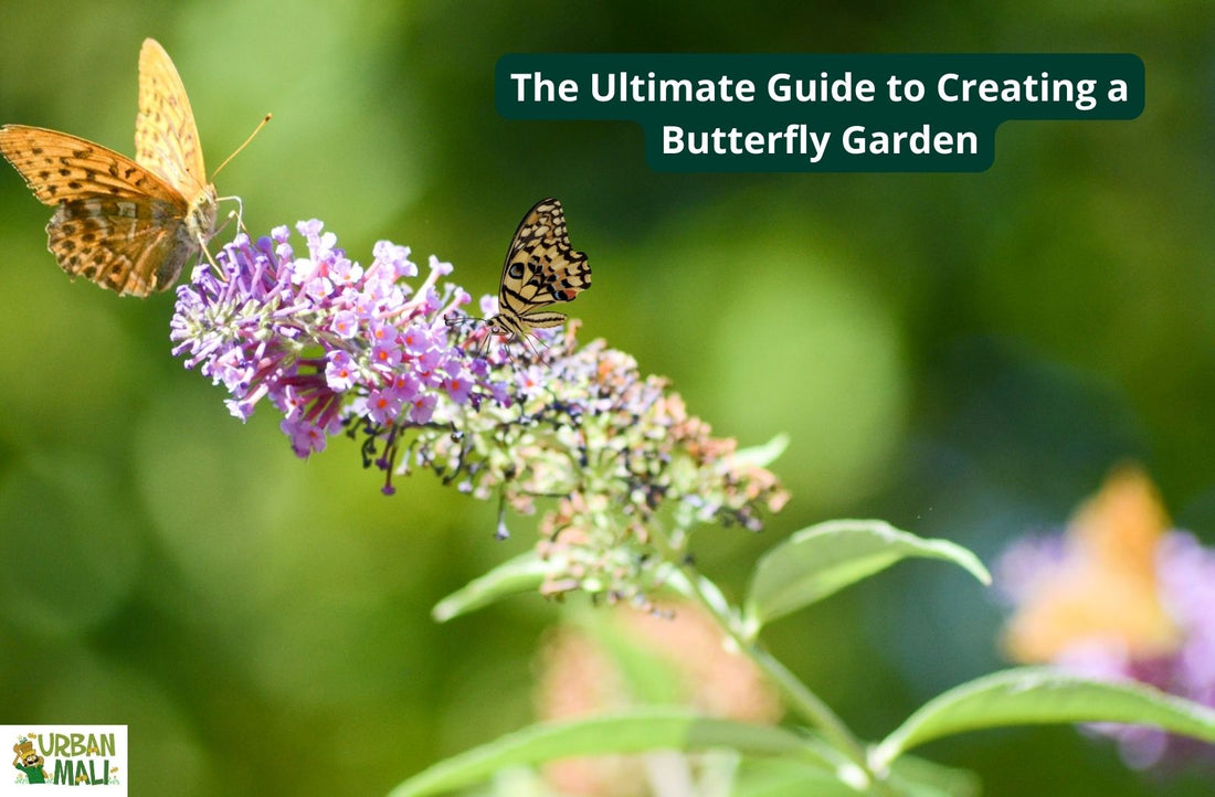 The Ultimate Guide to Creating a Butterfly Garden