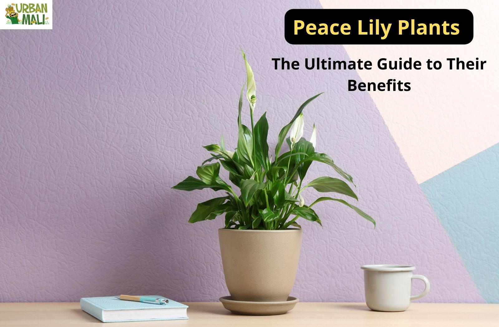 Peace Lily Plants: The Ultimate Guide to Their Benefits