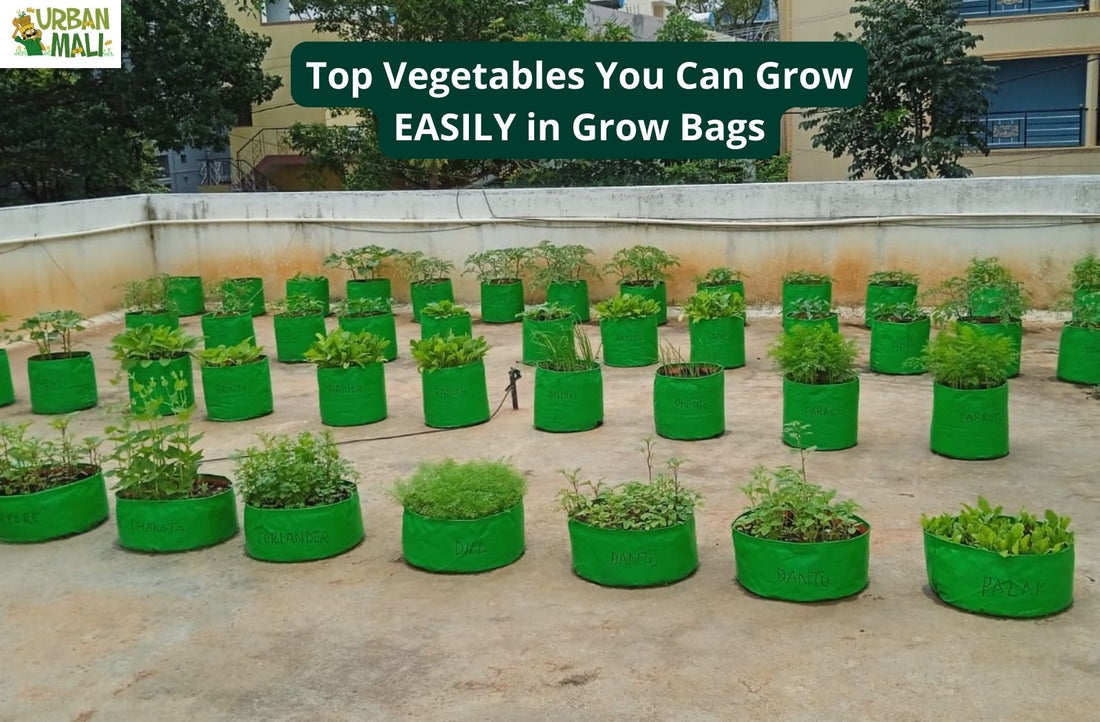 Top Vegetables You Can Grow EASILY in Grow Bags