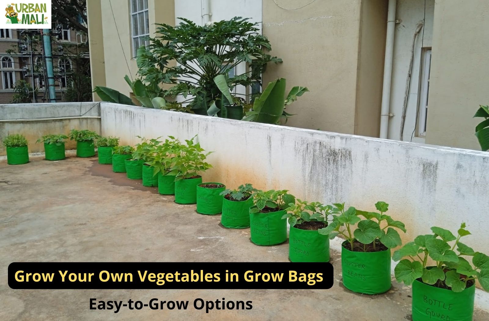 Grow Your Own Vegetable in Grow Bags: Easy-to-Grow Option