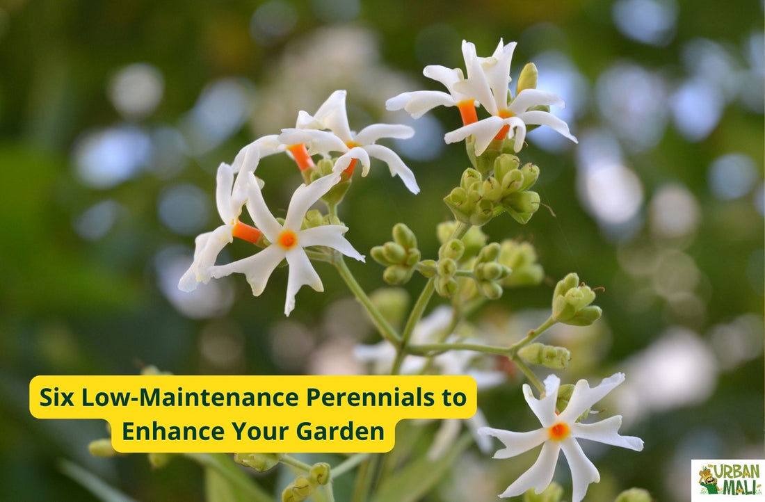 Six Low-Maintenance Perennials to Enhance Your Garden