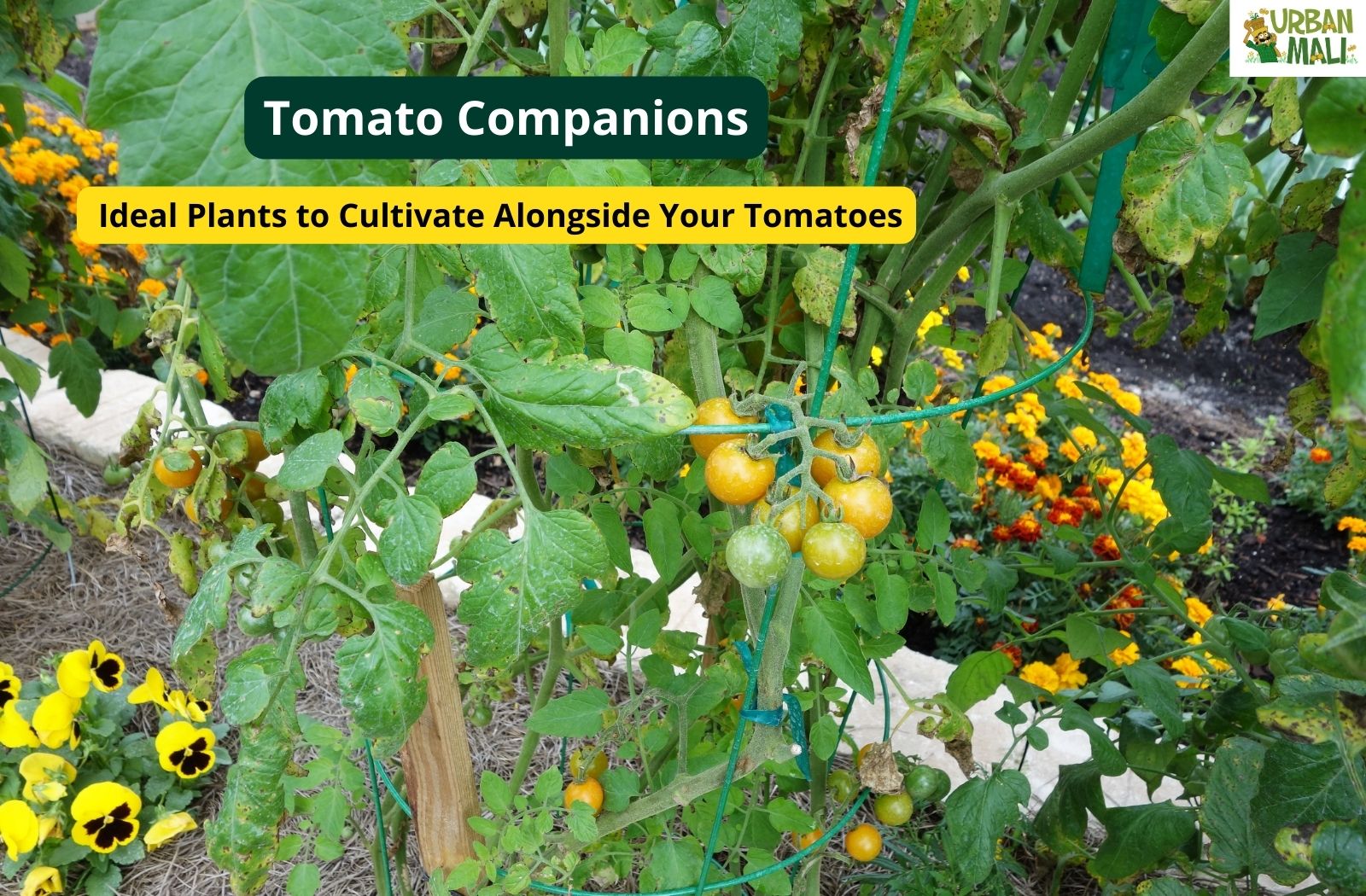 Tomato Companions: Ideal Plants to Cultivate Alongside Your Tomatoes