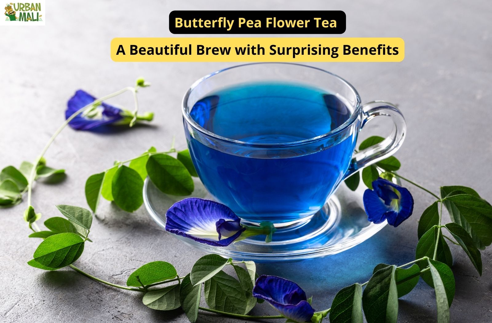 Butterfly Pea Flower Tea: A Beautiful Brew with Surprising Benefits