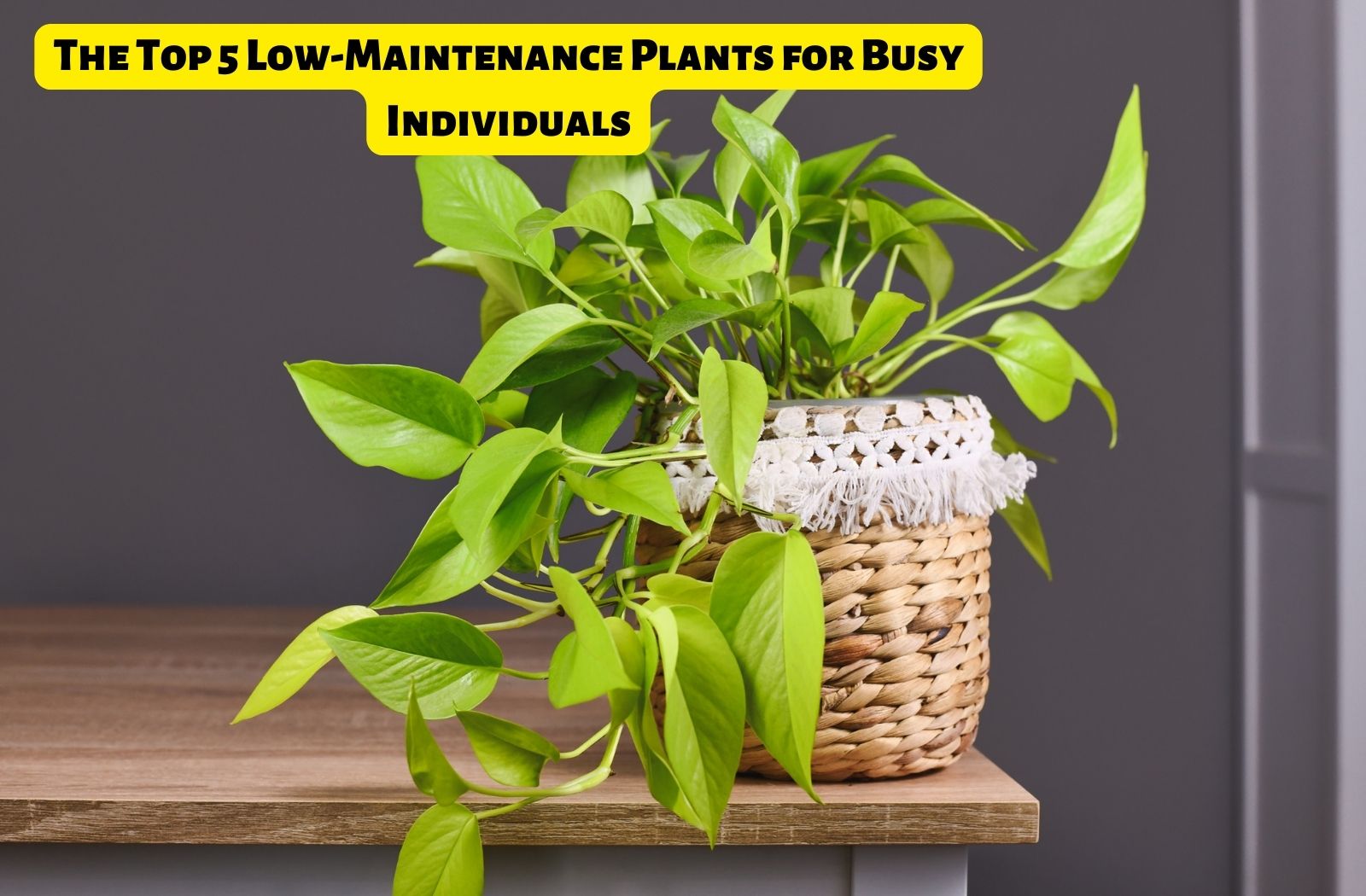 Gardening Simplified: The Top 5 Low-Maintenance Plants for Busy Individuals