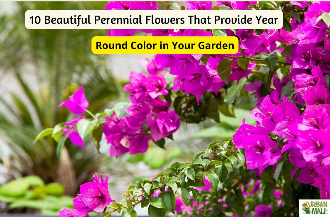 10 Beautiful Perennial Flowers That Provide Year-Round Color in Your Garden