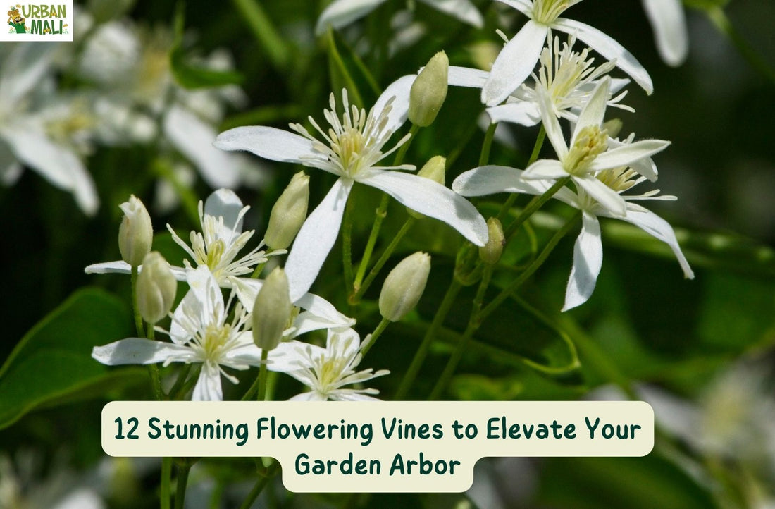 12 Stunning Flowering Vines to Elevate Your Garden Arbor