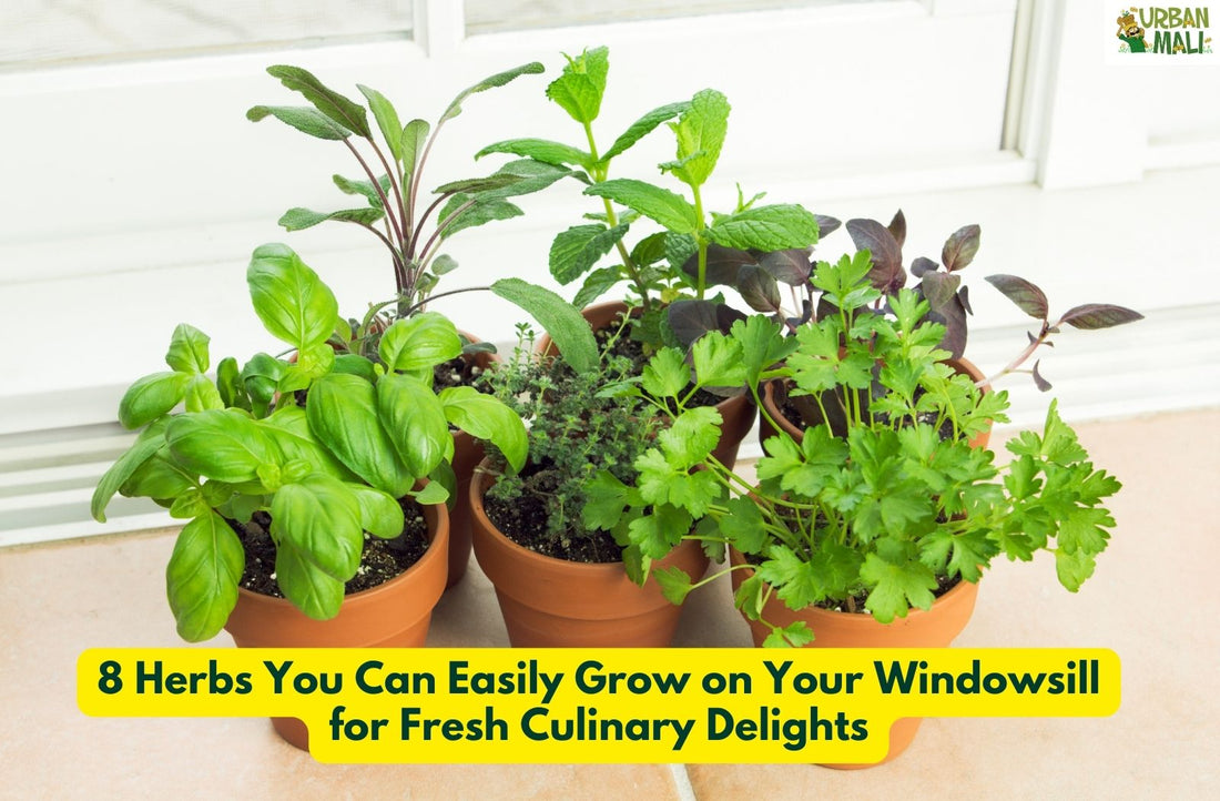 8 Herbs You Can Easily Grow on Your Windowsill for Fresh Culinary Delights
