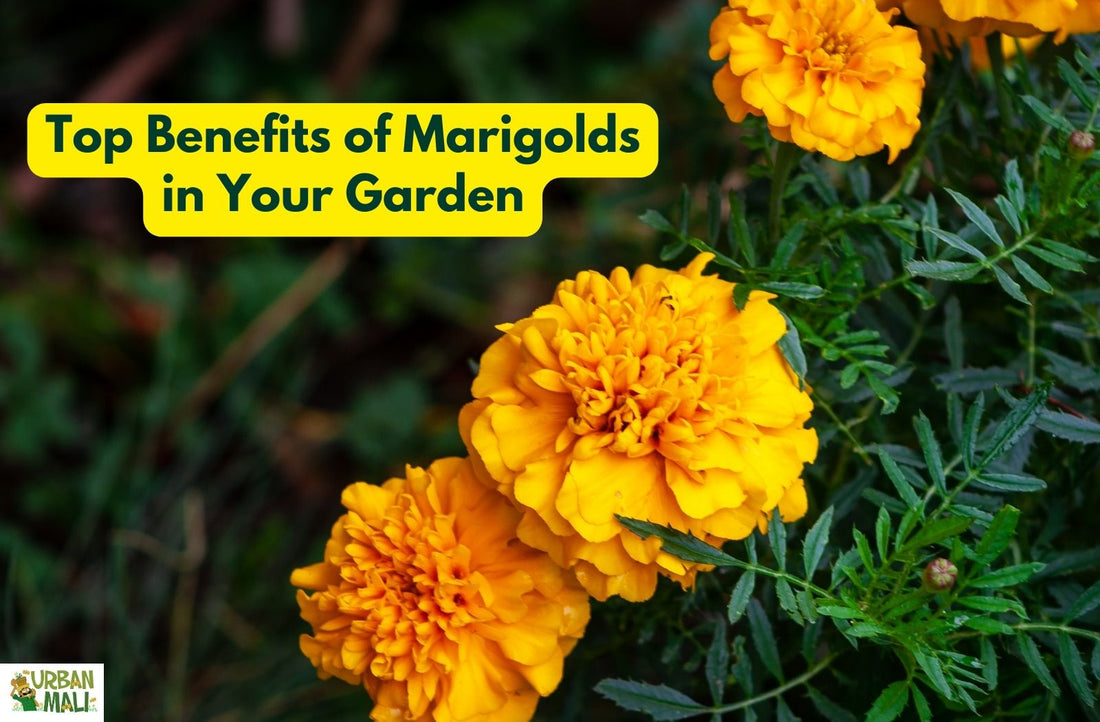 Top Benefits of Marigolds in Your Garden