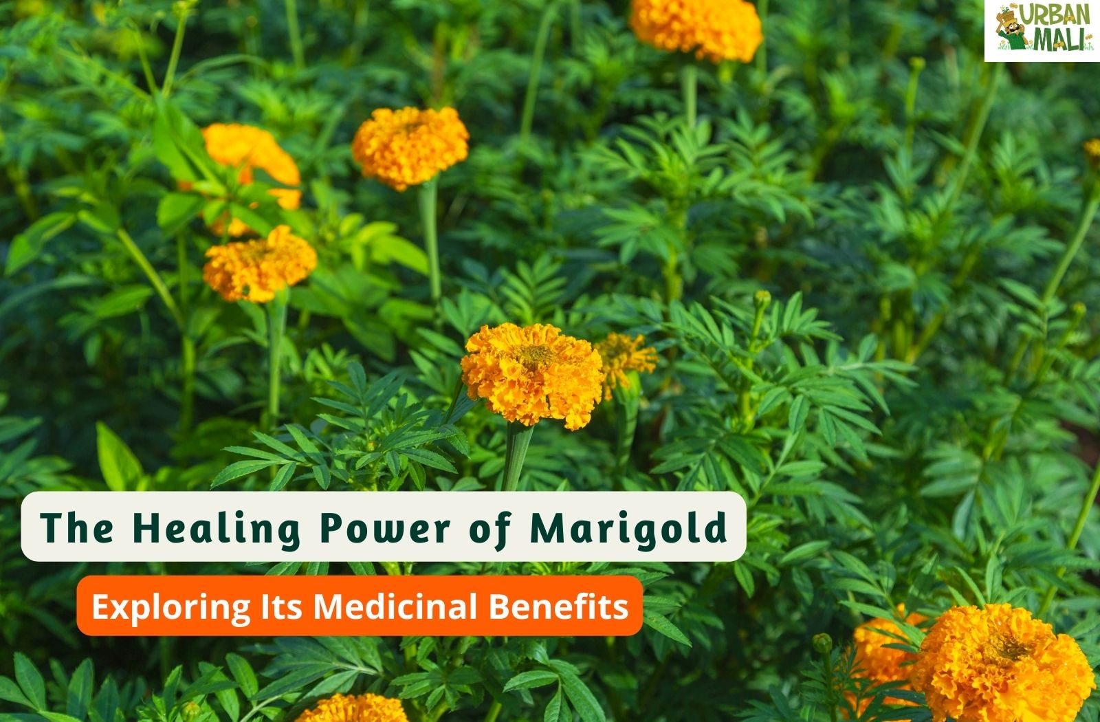 The Healing Power Of Marigold