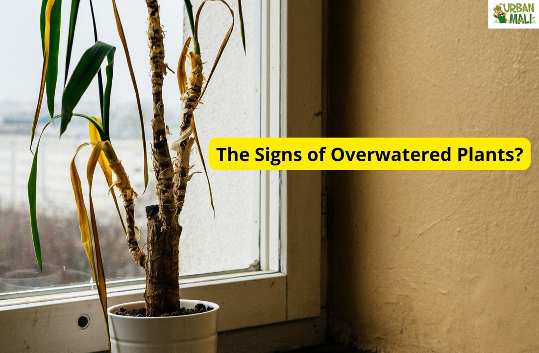Is Your Garden Suffering? The Signs of Overwatered Plants