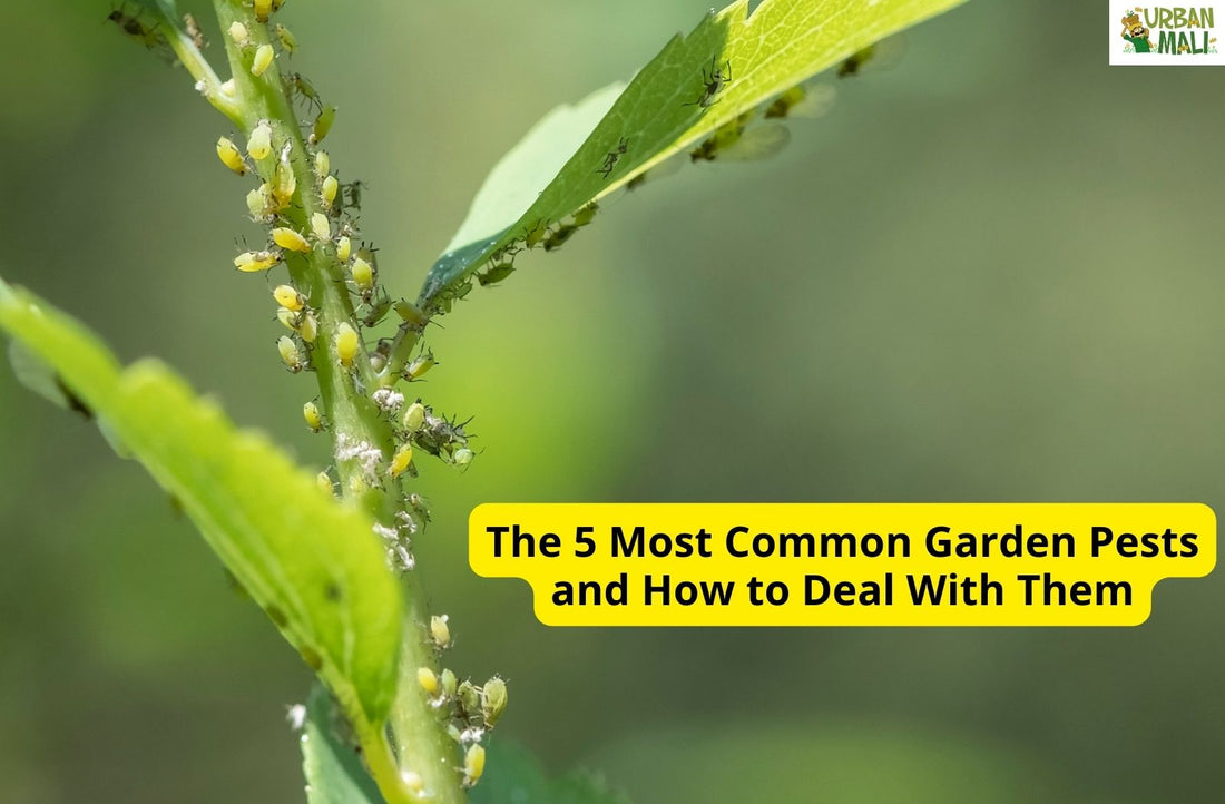 The 5 Most Common Garden Pests and How to Deal With Them
