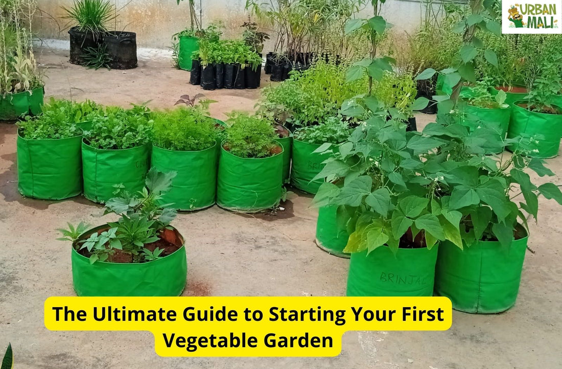 The Ultimate Guide to Starting Your First Vegetable Garden