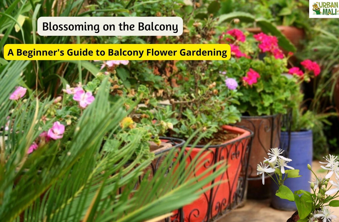Blossoming on the Balcony: A Beginner's Guide to Balcony Flower Gardening