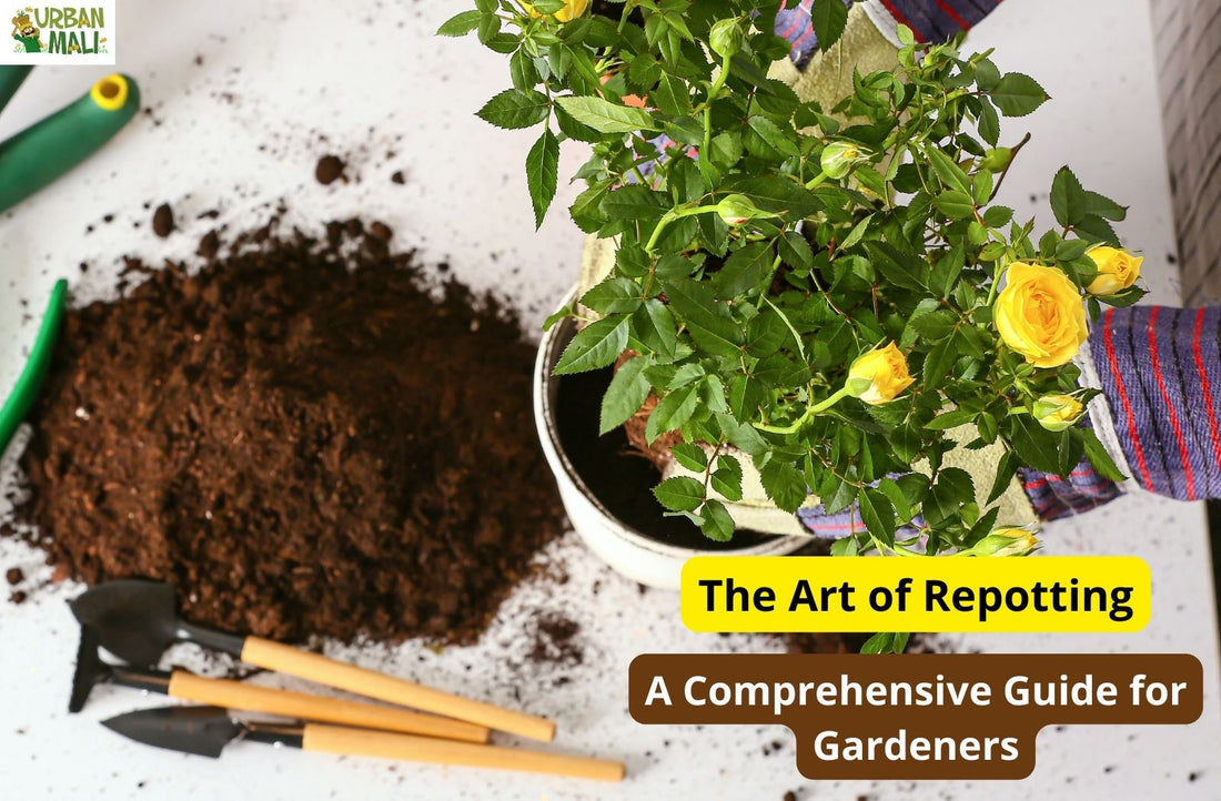Repotting for Pest and Disease Control: How It Can Save Your Garden