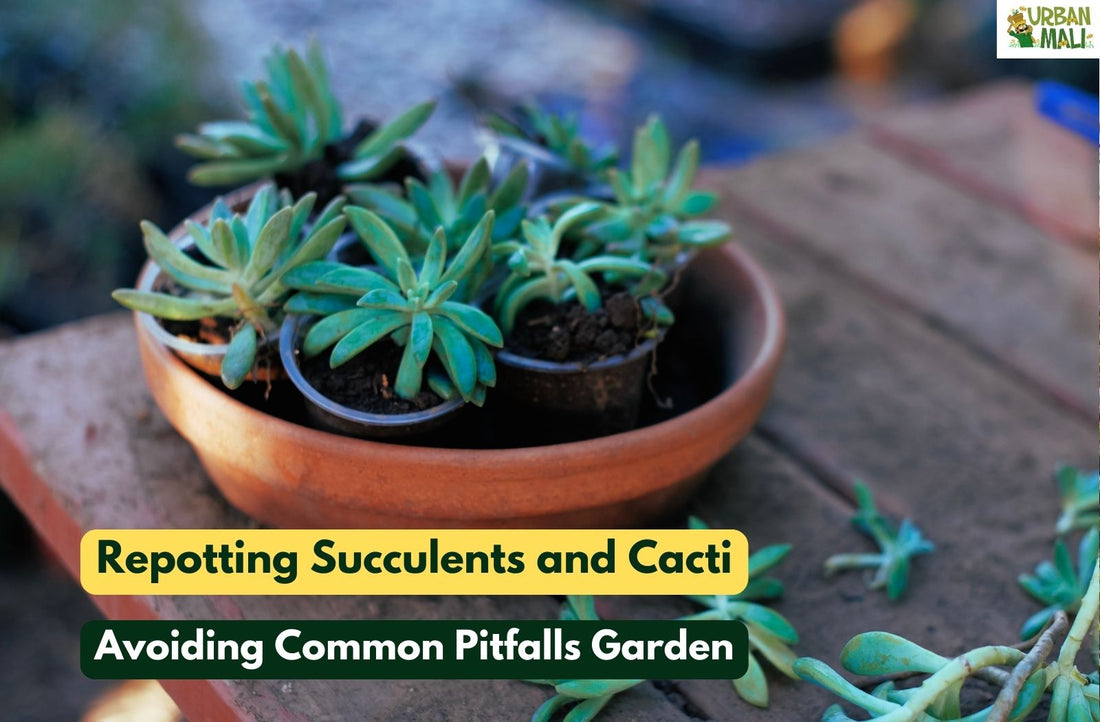 Repotting Succulents and Cacti: Avoiding Common Pitfalls