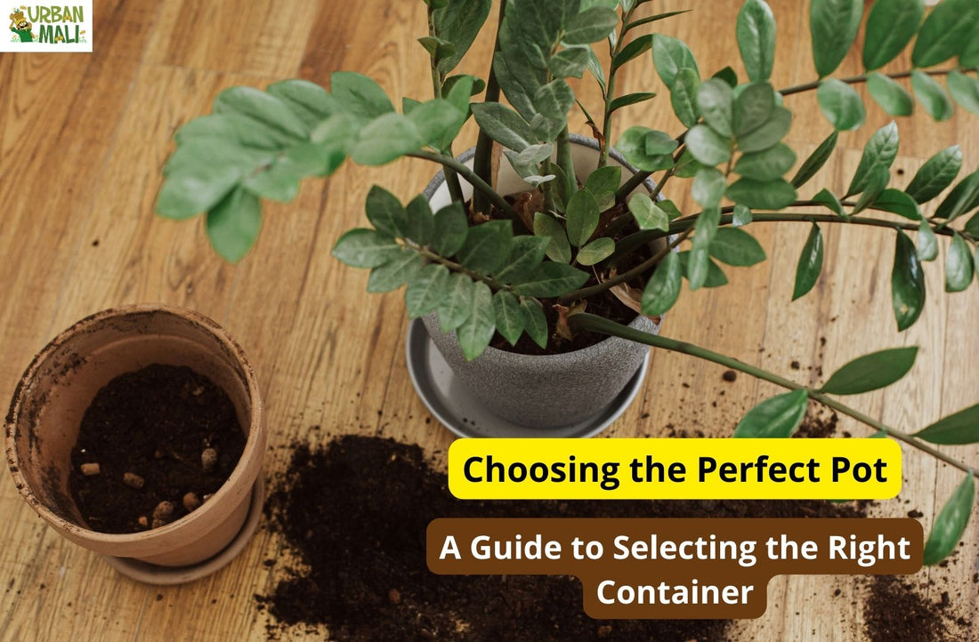 Choosing the Perfect Pot: A Guide to Selecting the Right Container
