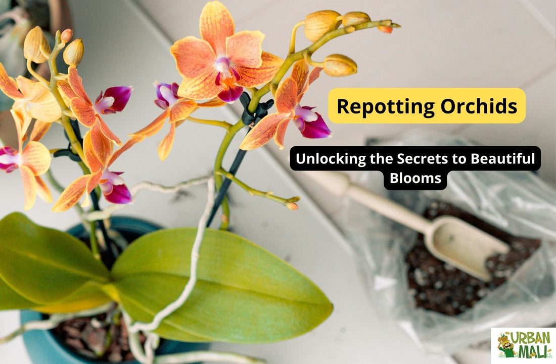 Repotting Orchids: Unlocking the Secrets to Beautiful Blooms