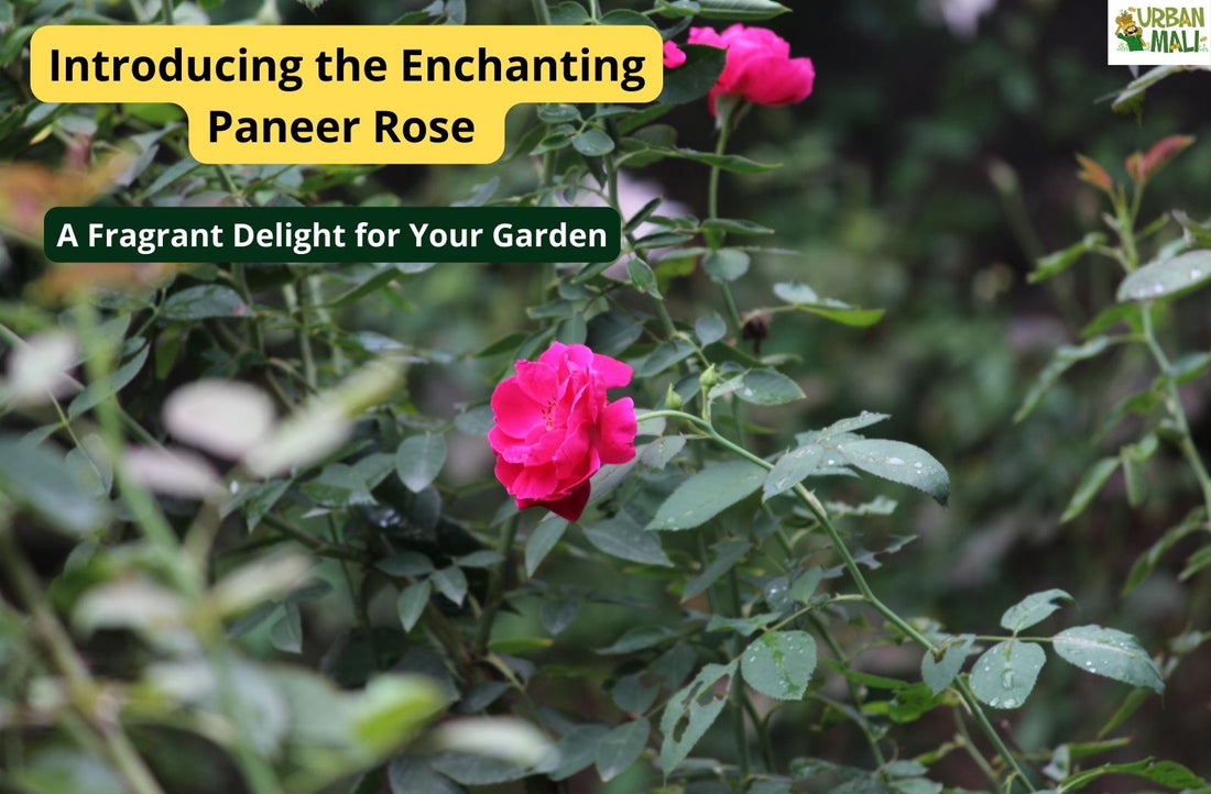 Introducing the Enchanting Paneer Rose: A Fragrant Delight for Your Garden