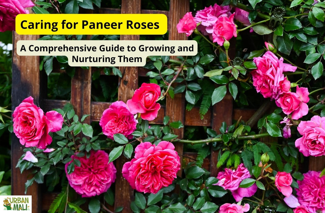 Caring for Paneer Roses: A Comprehensive Guide to Growing and Nurturing Them