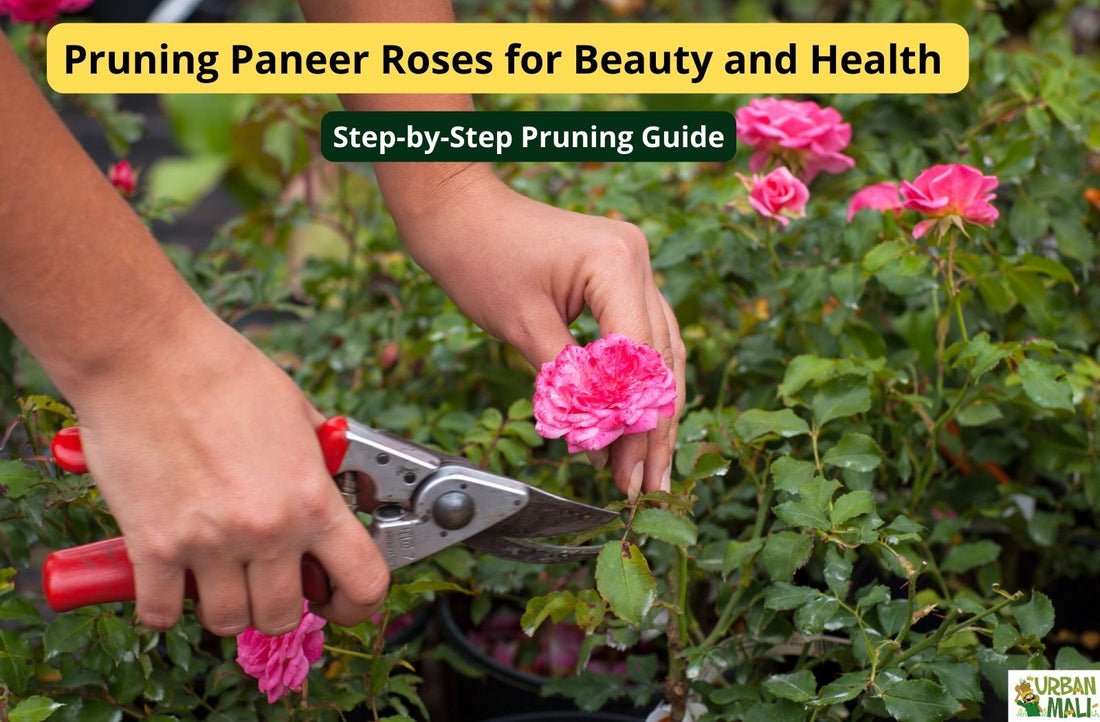 Pruning Paneer Roses for Beauty and Health: Step-by-Step Pruning Guide