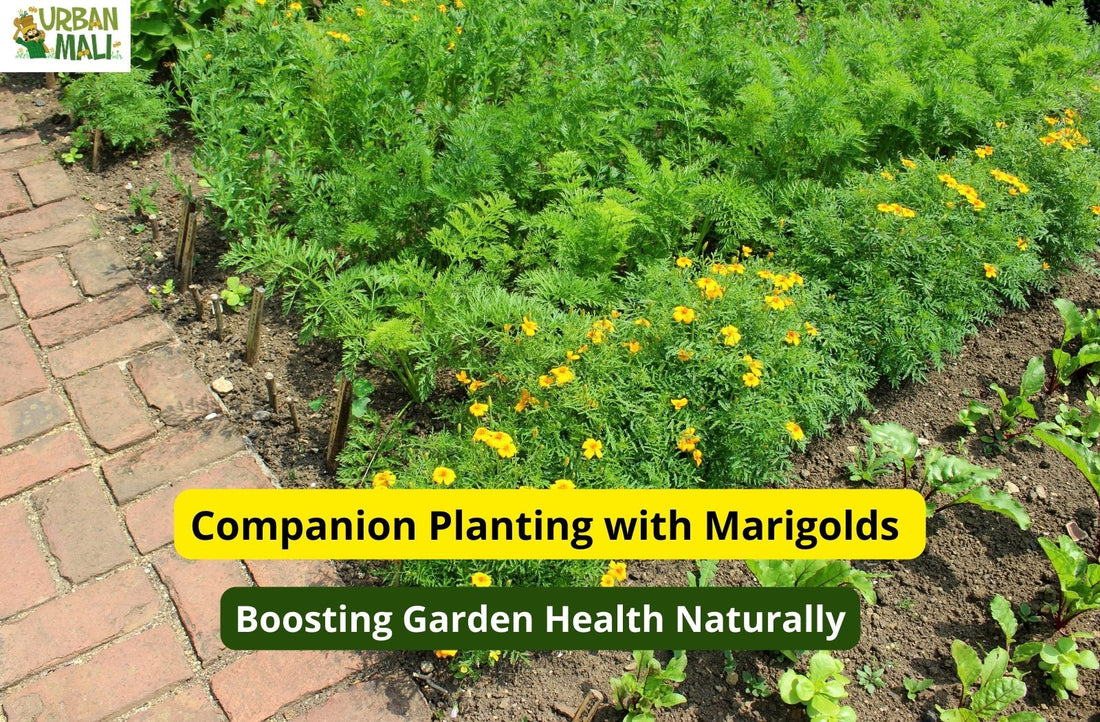Companion Planting with Marigolds: Boosting Garden Health Naturally
