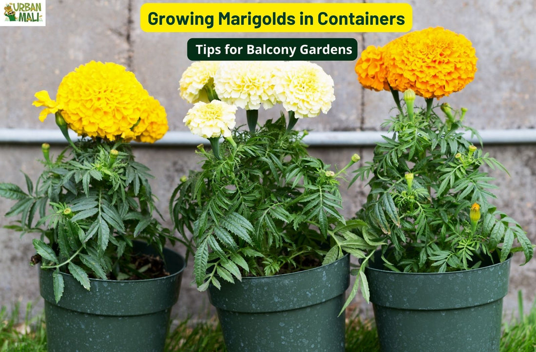 Growing Marigolds in Containers: Tips for Balcony Gardens