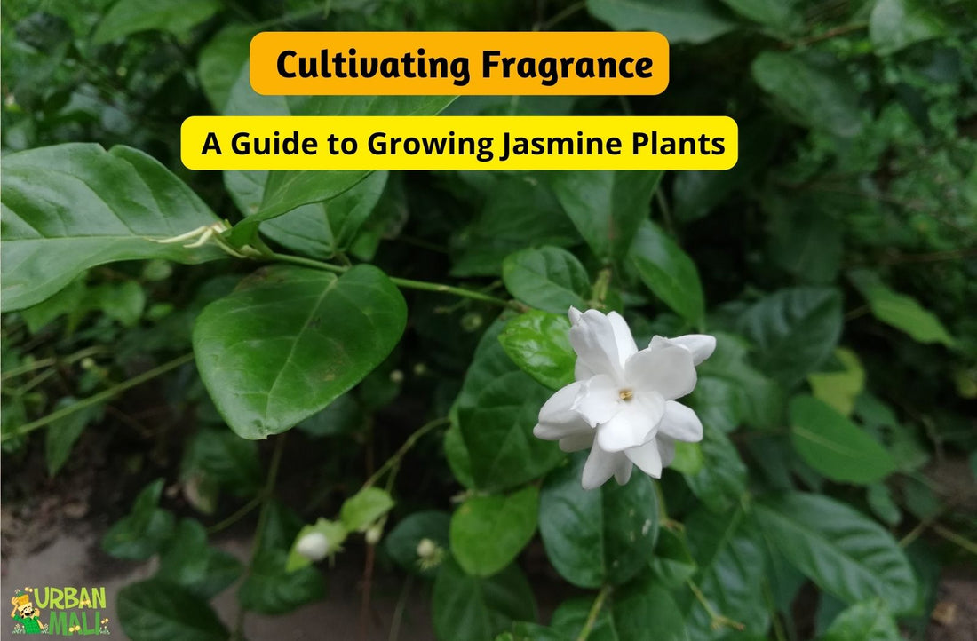 Cultivating Fragrance: A Guide to Growing Jasmine Plants