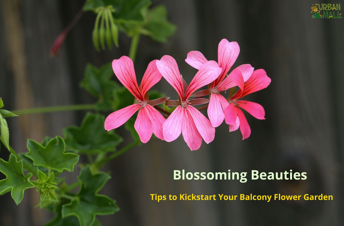 Blossoming Beauties: Tips to Kickstart Your Balcony Flower Garden