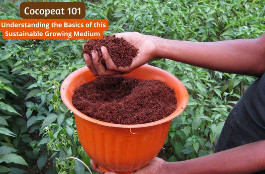 Cocopeat 101: Understanding the Basics of this Sustainable Growing Medium
