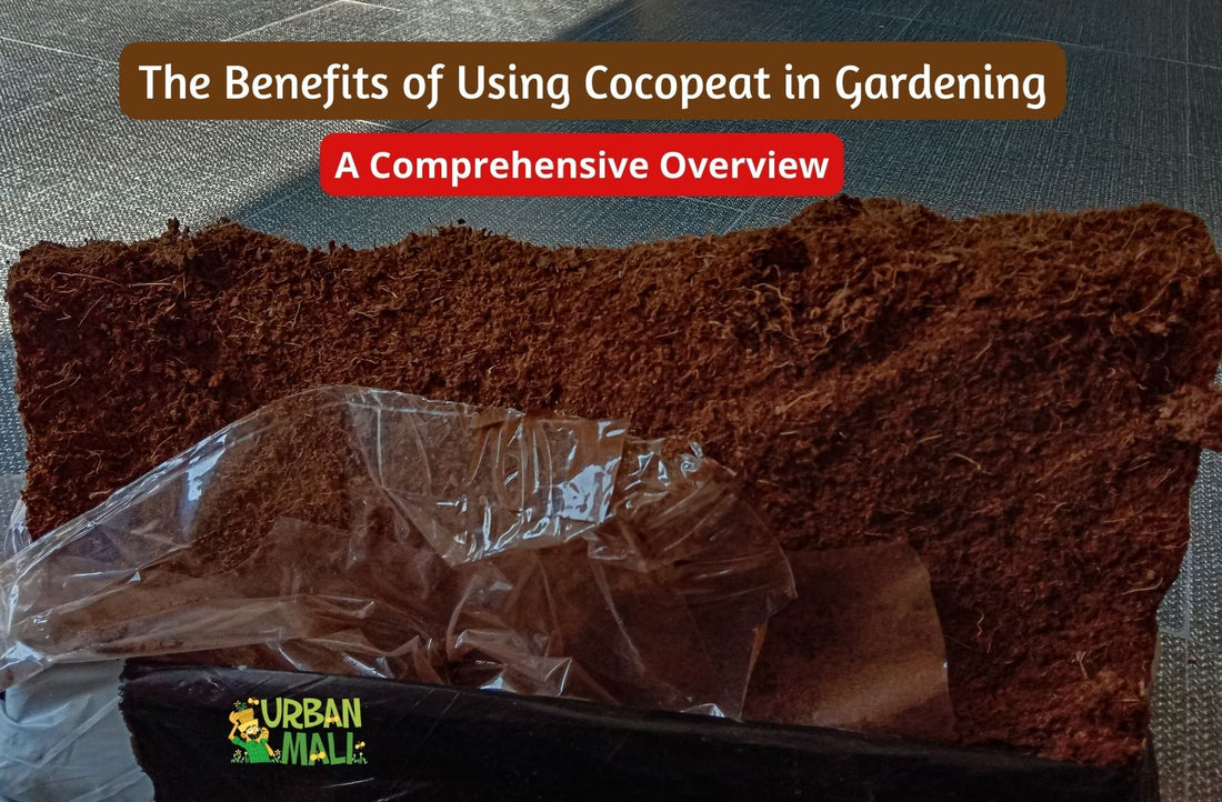 The Benefits of Using Cocopeat in Gardening: A Comprehensive Overview