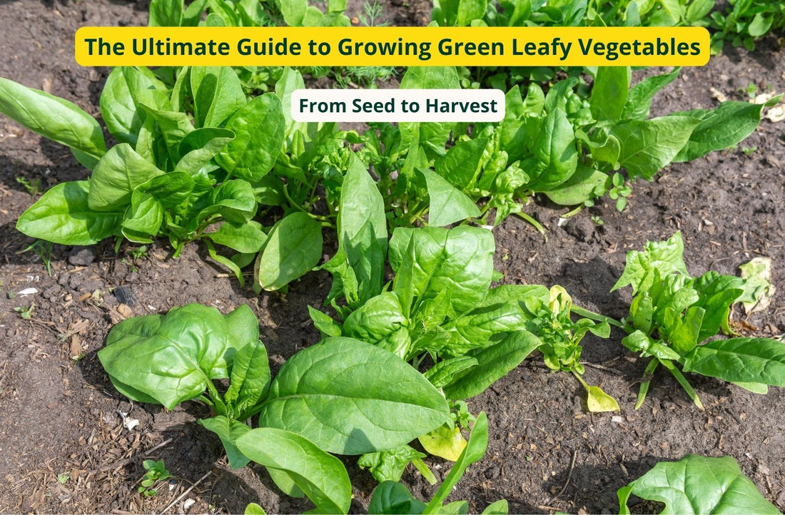 The Ultimate Guide to Growing Green Leafy Vegetables: From Seed to Harvest
