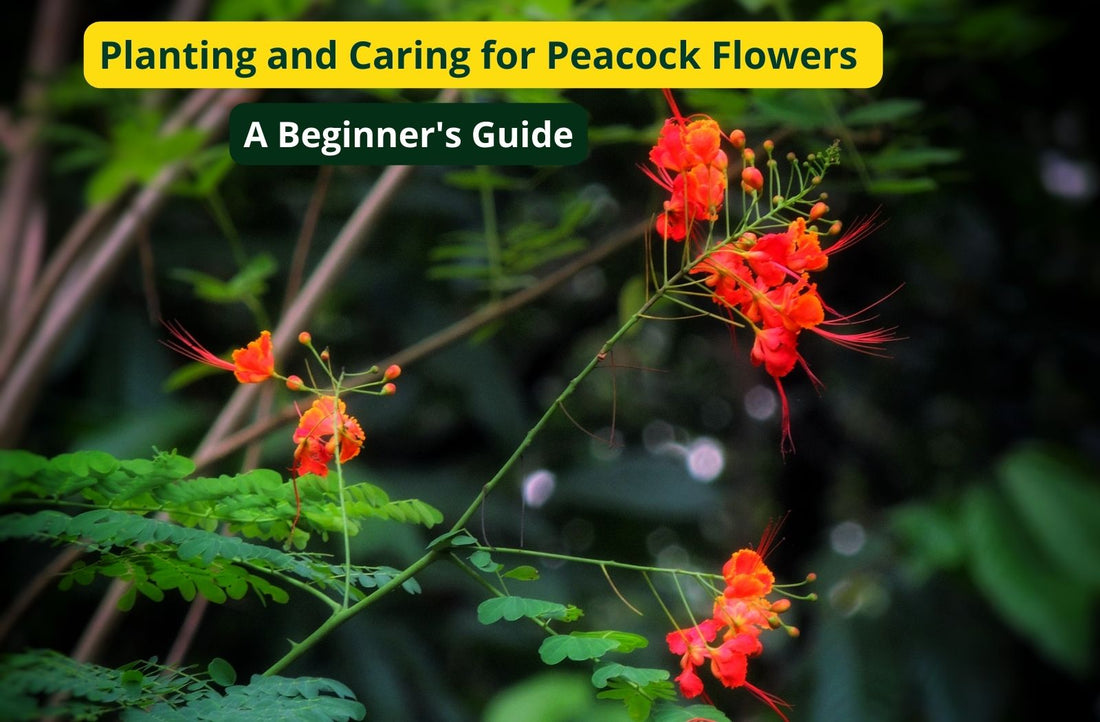Planting and Caring for Peacock Flowers: A Beginner's Guide
