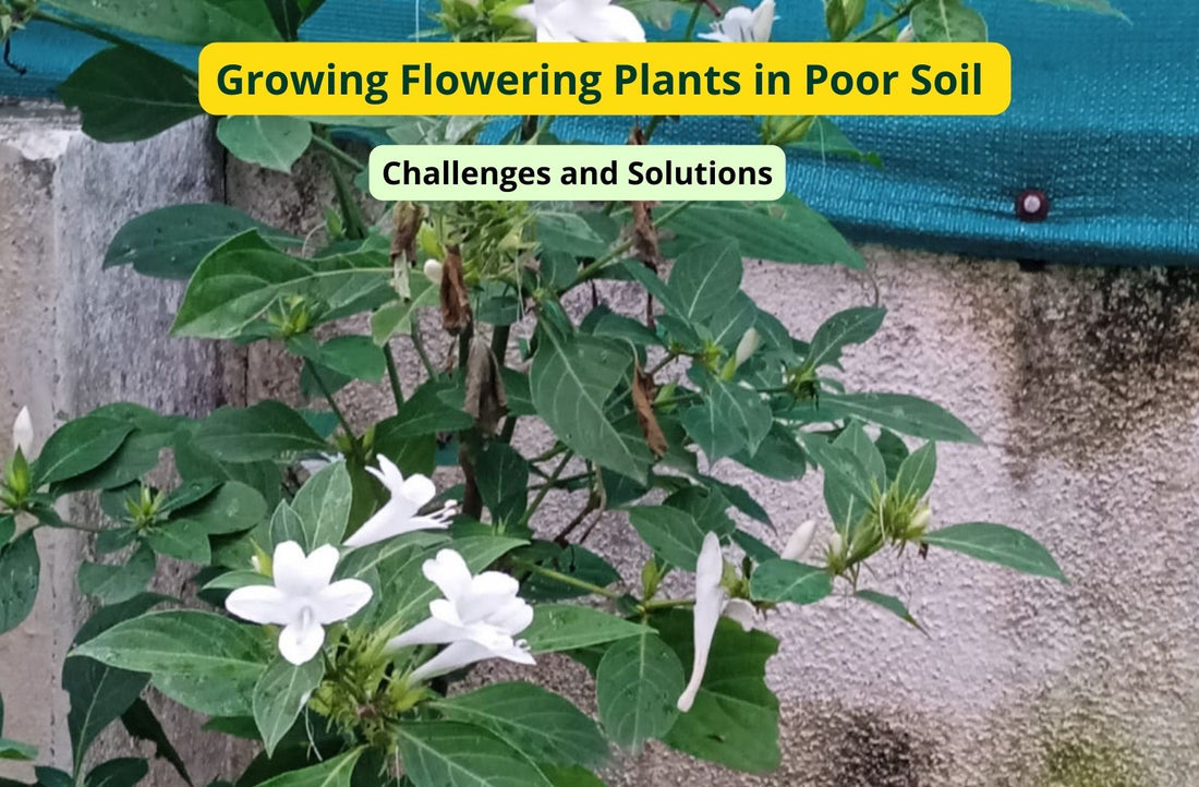 Growing Flowering Plants in Poor Soil: Challenges and Solutions