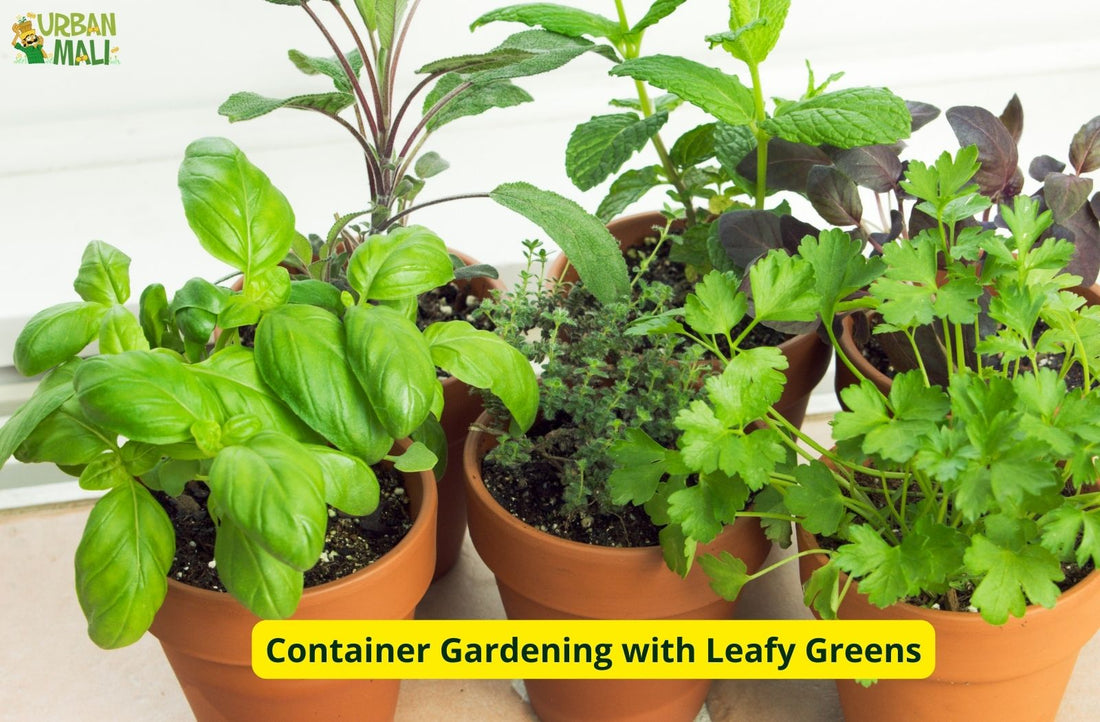 Container Gardening with  Tips for Urban Gardeners