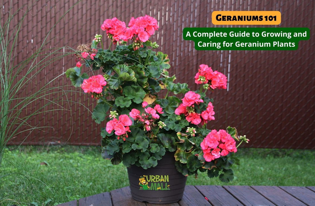 Geraniums 101: A Complete Guide to Growing and Caring for Geranium Plants