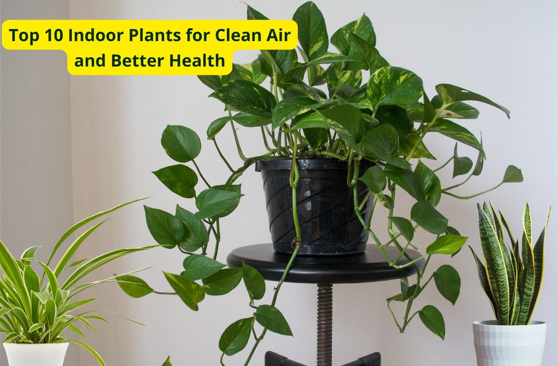 Top 10 Indoor Plants for Clean Air and Better Health