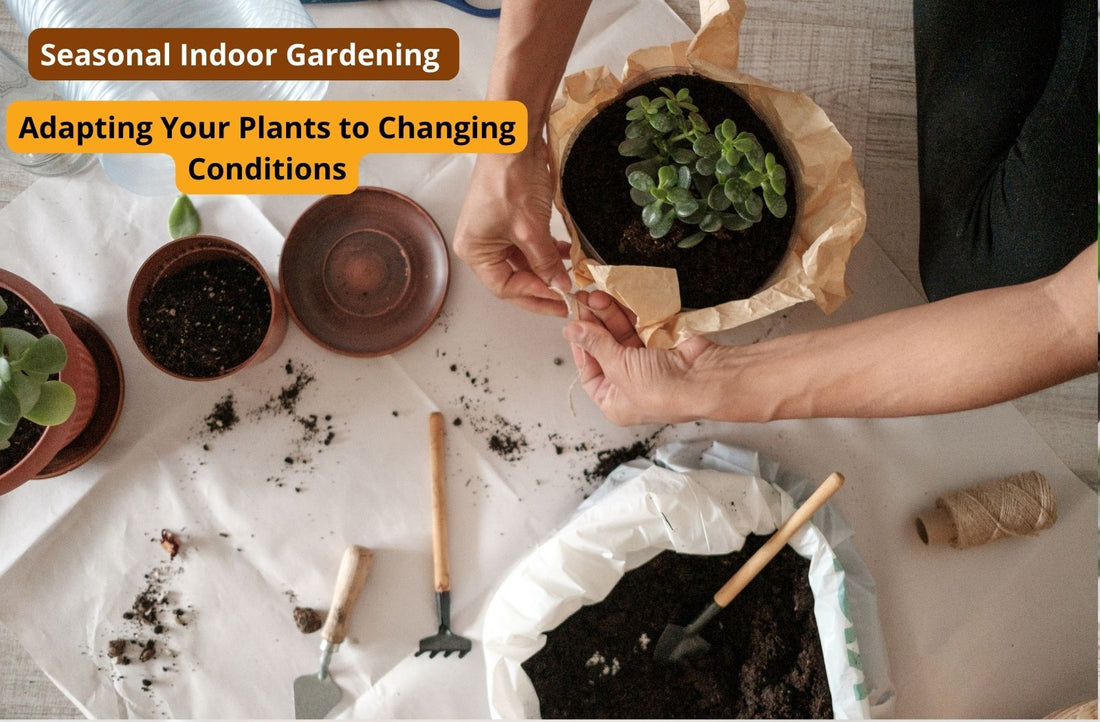 Seasonal Indoor Gardening: Adapting Your Plants to Changing Conditions