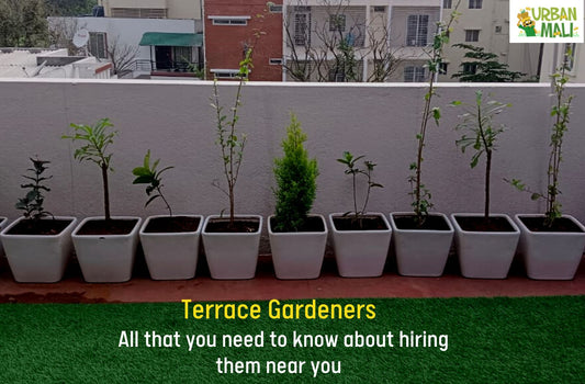 Terrace Gardeners - All that you need to know about hiring them near you