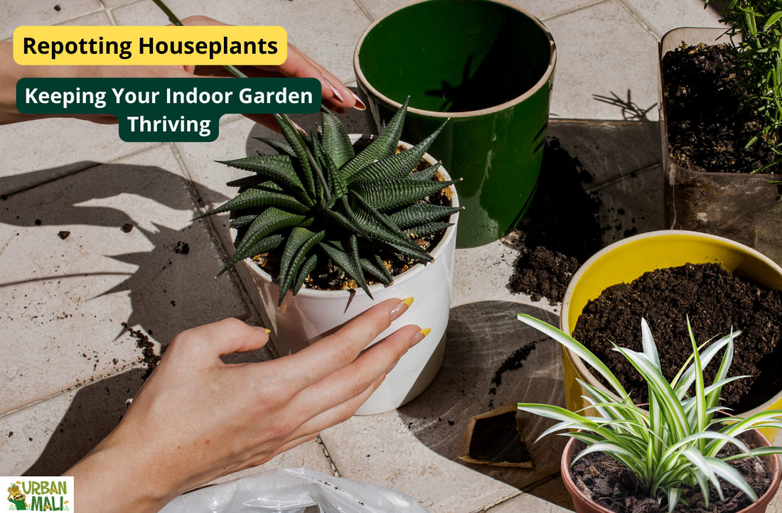 Repotting Houseplants: Keeping Your Indoor Garden Thriving