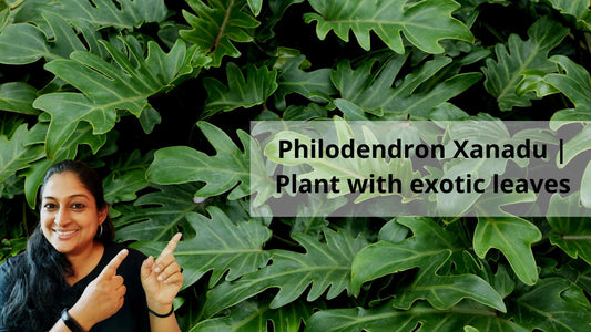Philodendron Xanadu | Plant with exotic leaves