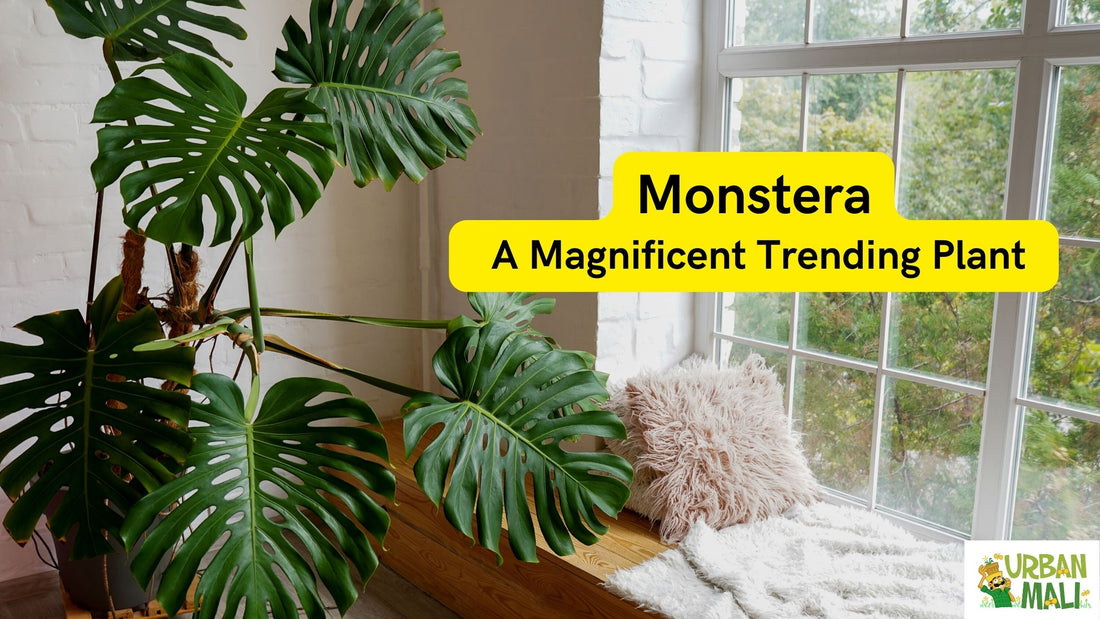 Monstera - A Magnificent Trending Plant in 2023?
