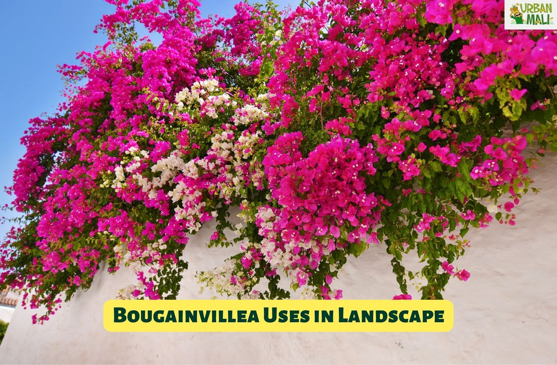 Bougainvillea Uses in Landscape