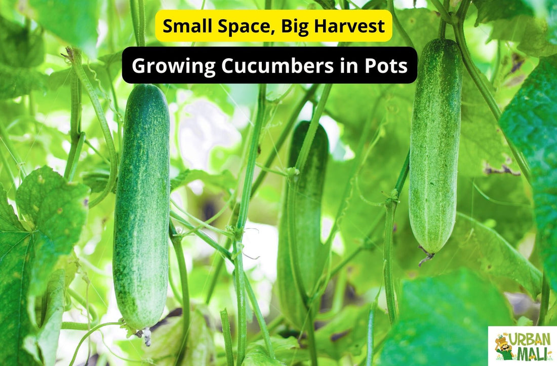 Small Space, Big Harvest: Growing Cucumbers in Pots