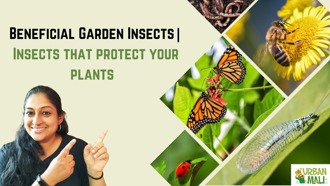 Beneficial Garden Insects| Insects that protect your plants