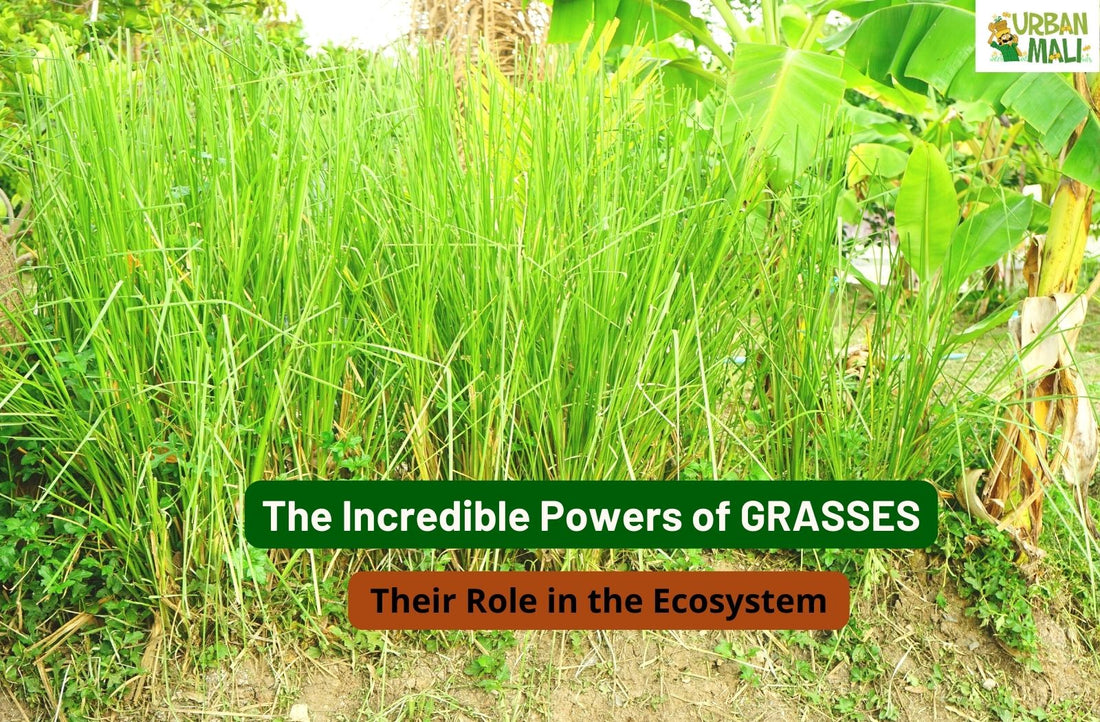 The Incredible Powers of Grasses: Their Role in the Ecosystem