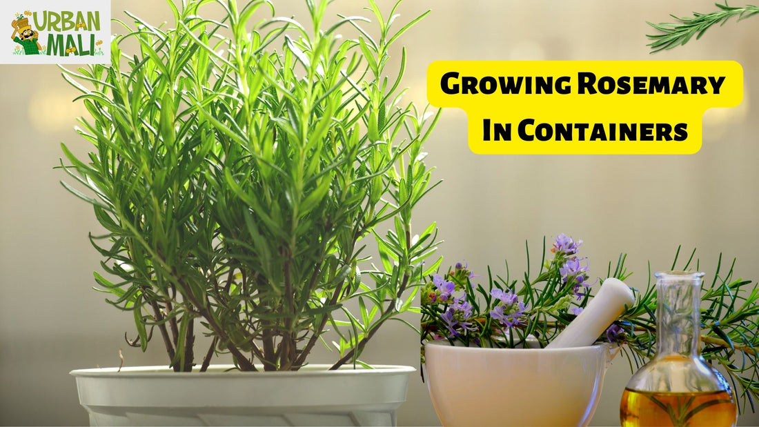 Growing Rosemary In Containers
