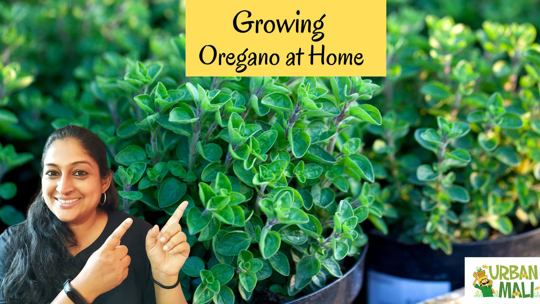 Growing Oregano at Home