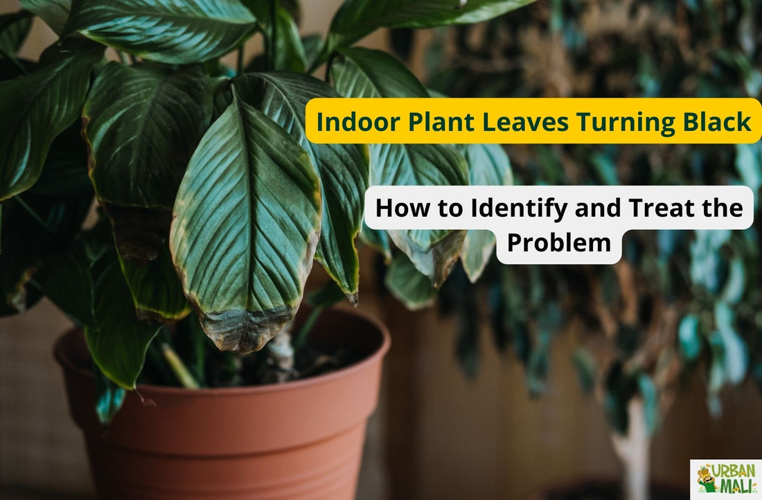 Indoor Plant Leaves Turning Black: How to Identify and Treat the Problem