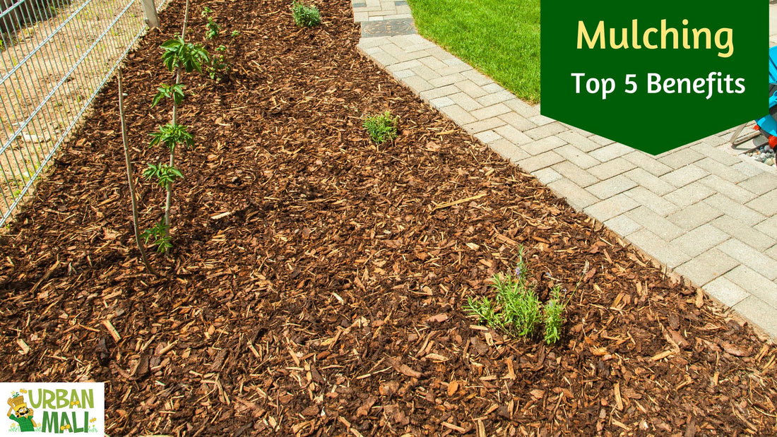 Mulching: The Top 5 Benefits You Didn't Know About - No-2 is super helpful